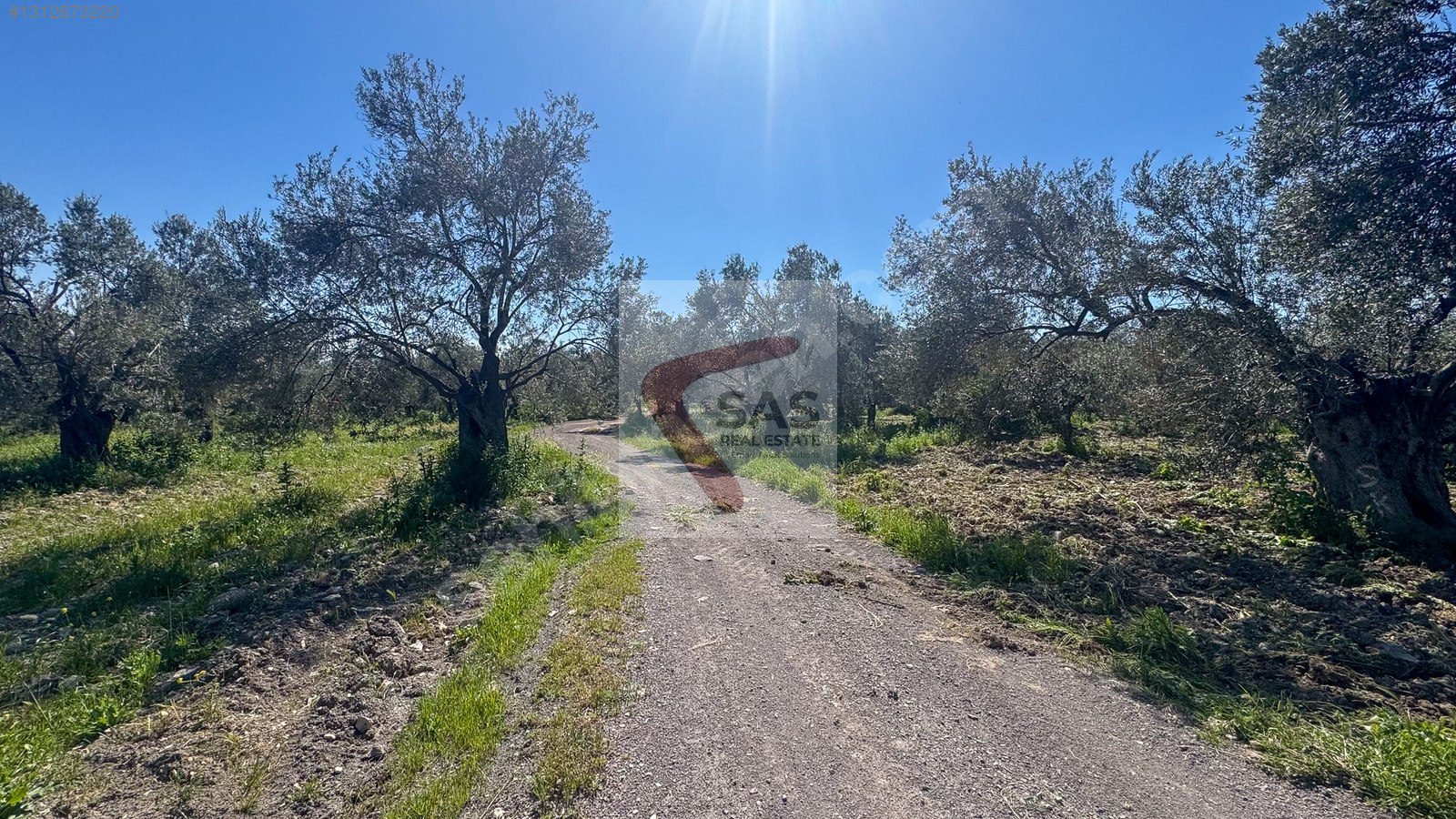SAS'DAN BALIKESİR AYVALIK,GAZİKEMALPAŞA'da ZEYTİNLİK