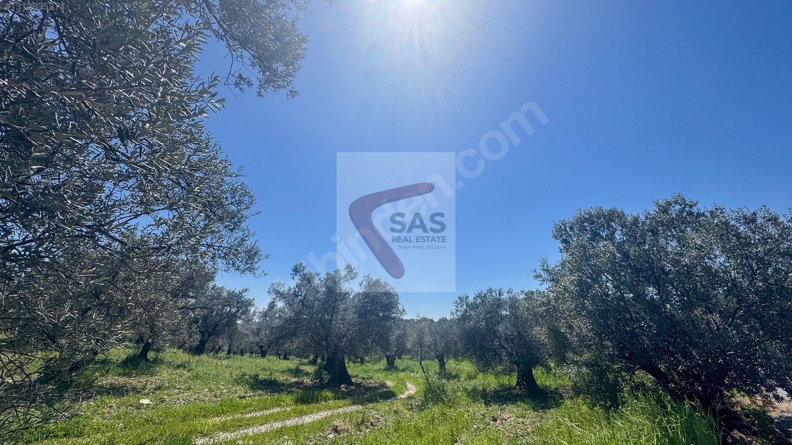 SAS'DAN BALIKESİR AYVALIK, FETHİYE'DE SATILIK ZEYTİNLİK
