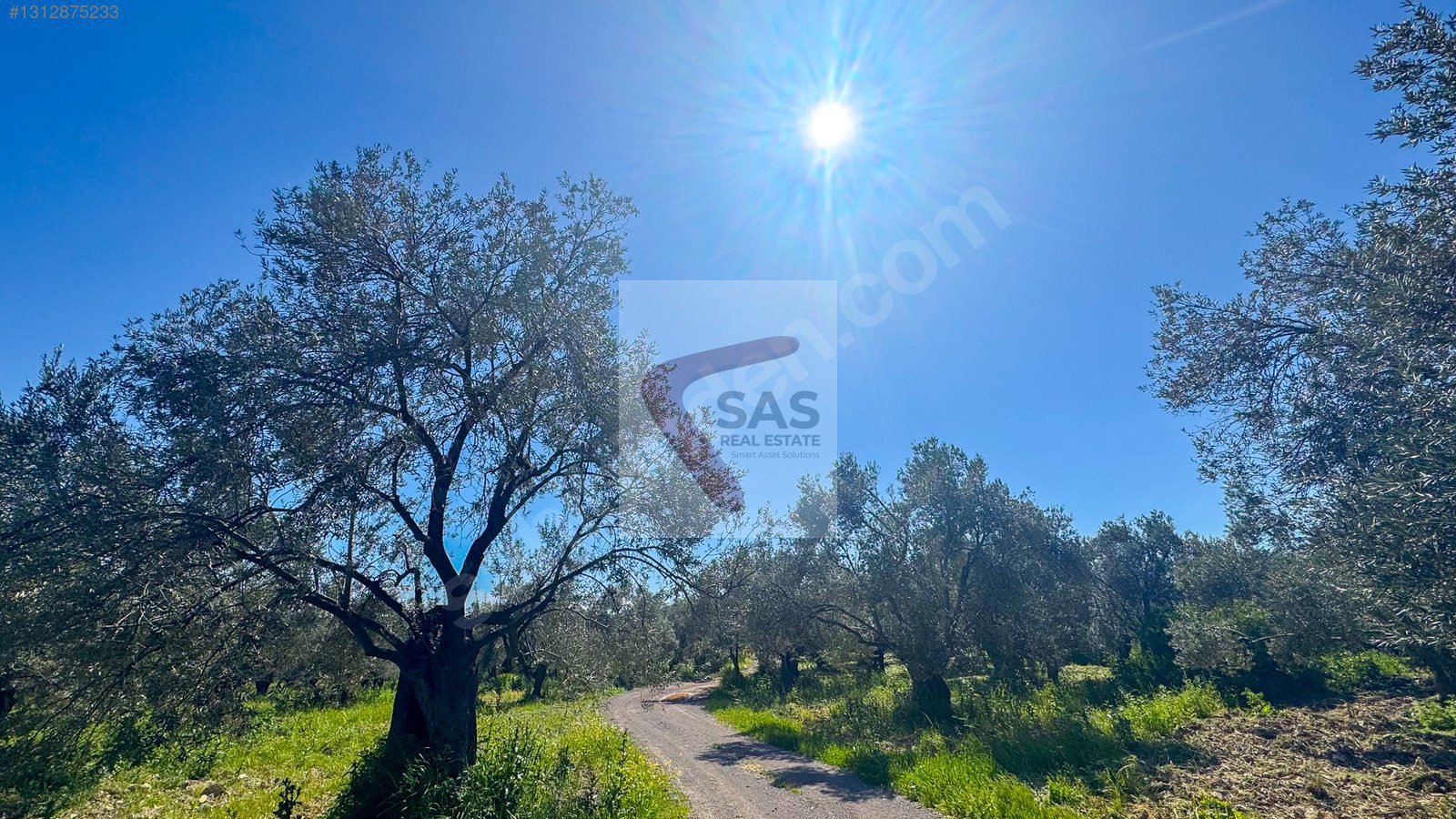 SAS'DAN BALIKESİR AYVALIK, GAZİKEMALPAŞA'da SATILIK ZEYTİNLİK